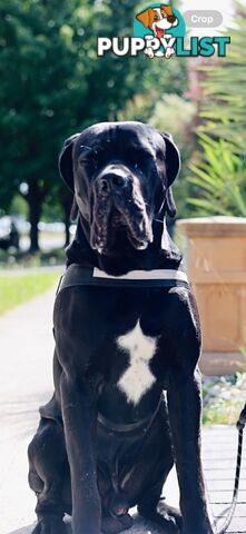 Cane Corso purebred puppies