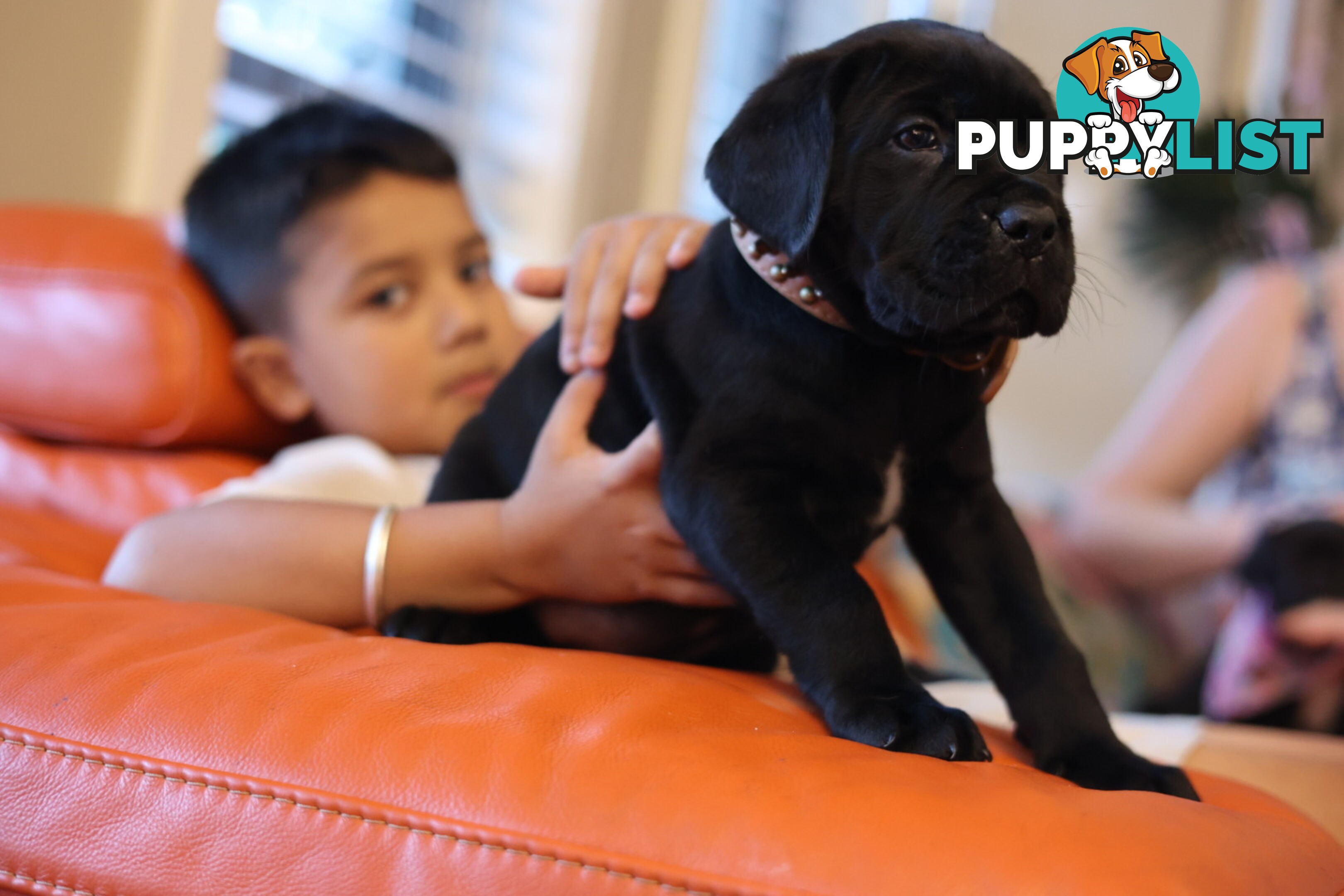 Purebred cane corso (Italian mastiff) puppies