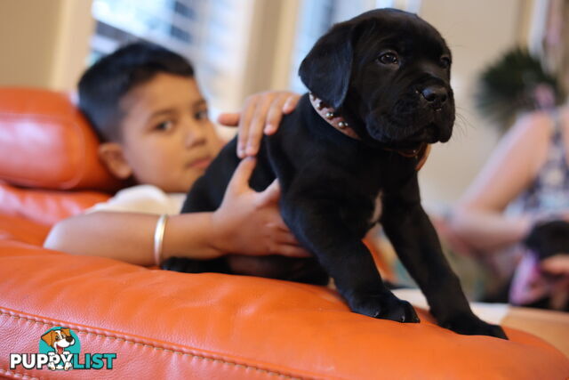 Purebred cane corso (Italian mastiff) puppies