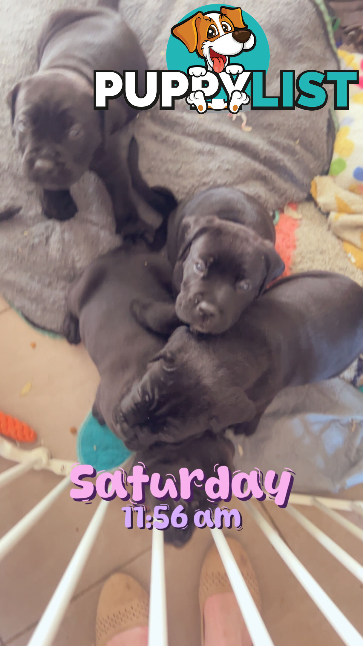 Purebred cane corso (Italian mastiff) puppies