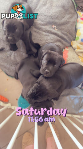 Purebred cane corso (Italian mastiff) puppies