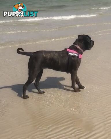 Purebred cane corso (Italian mastiff) puppies