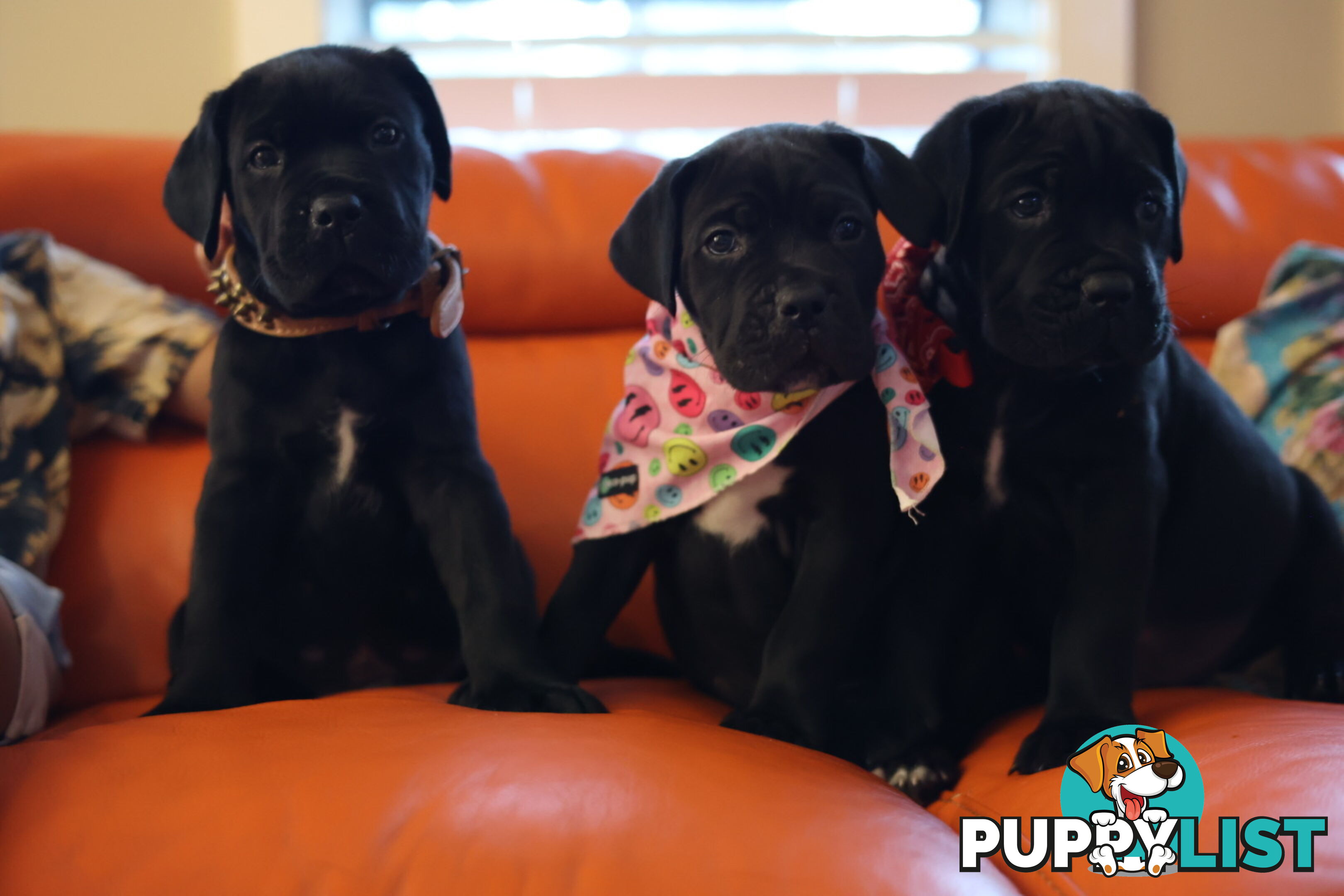 Purebred cane corso (Italian mastiff) puppies