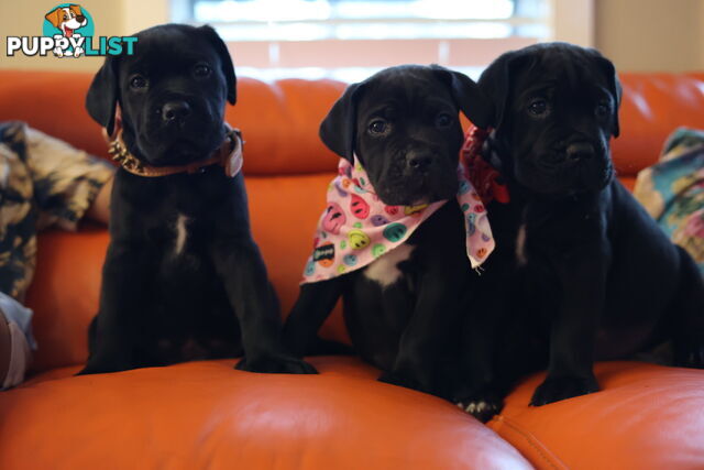 Purebred cane corso (Italian mastiff) puppies