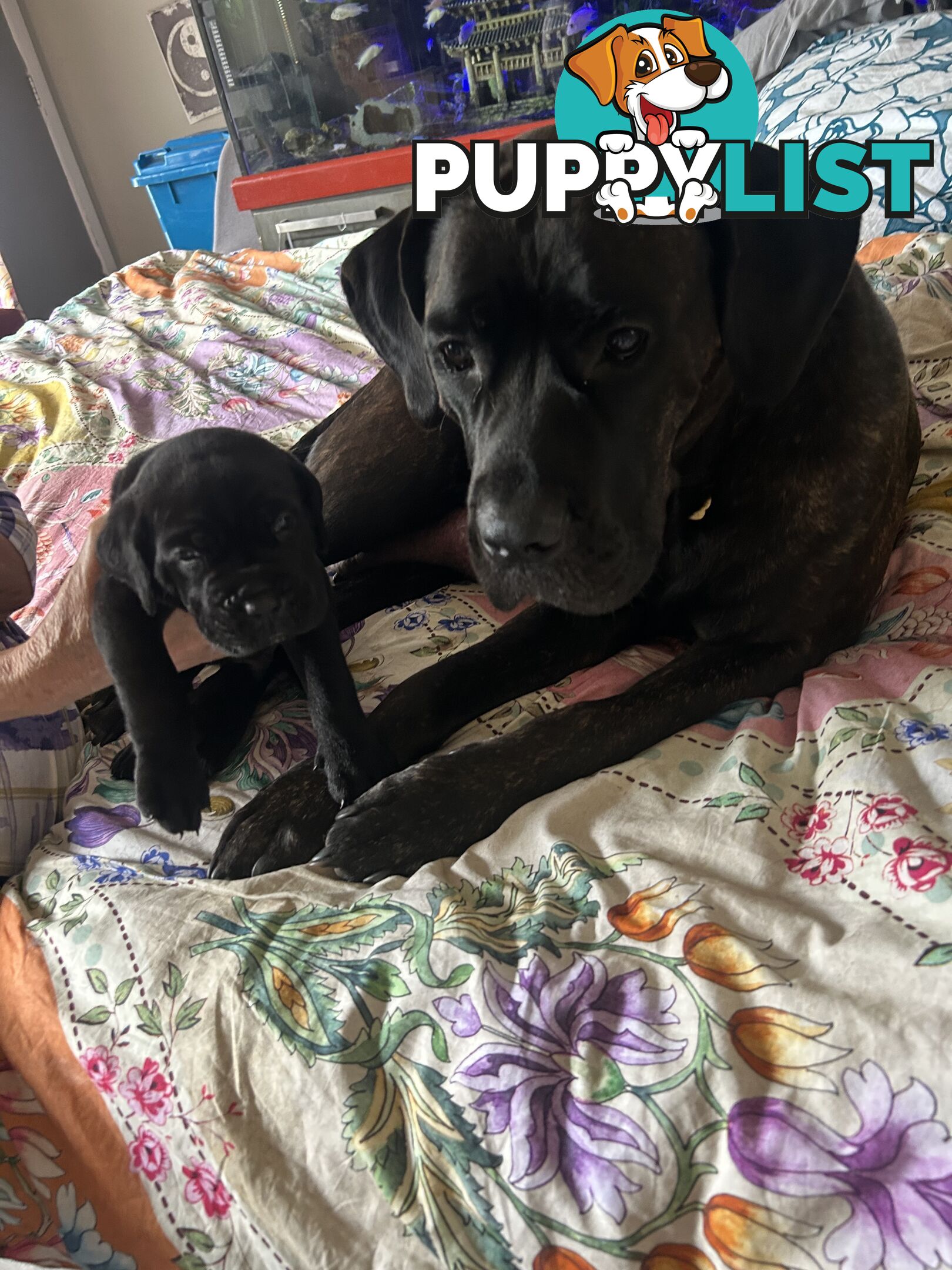 Purebred cane corso (Italian mastiff) puppies