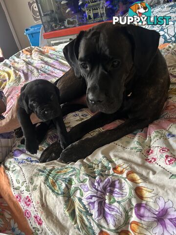 Purebred cane corso (Italian mastiff) puppies