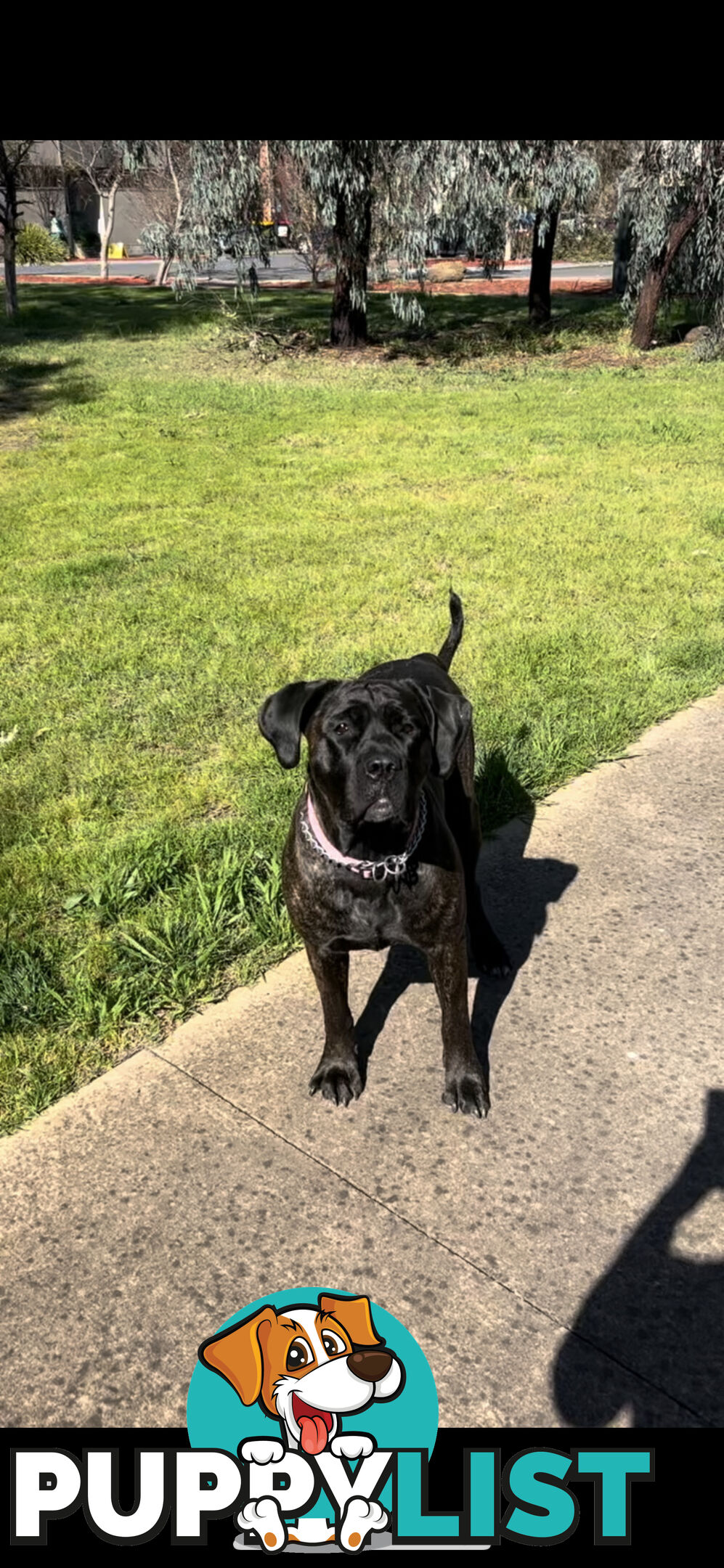 Purebred cane corso (Italian mastiff) puppies