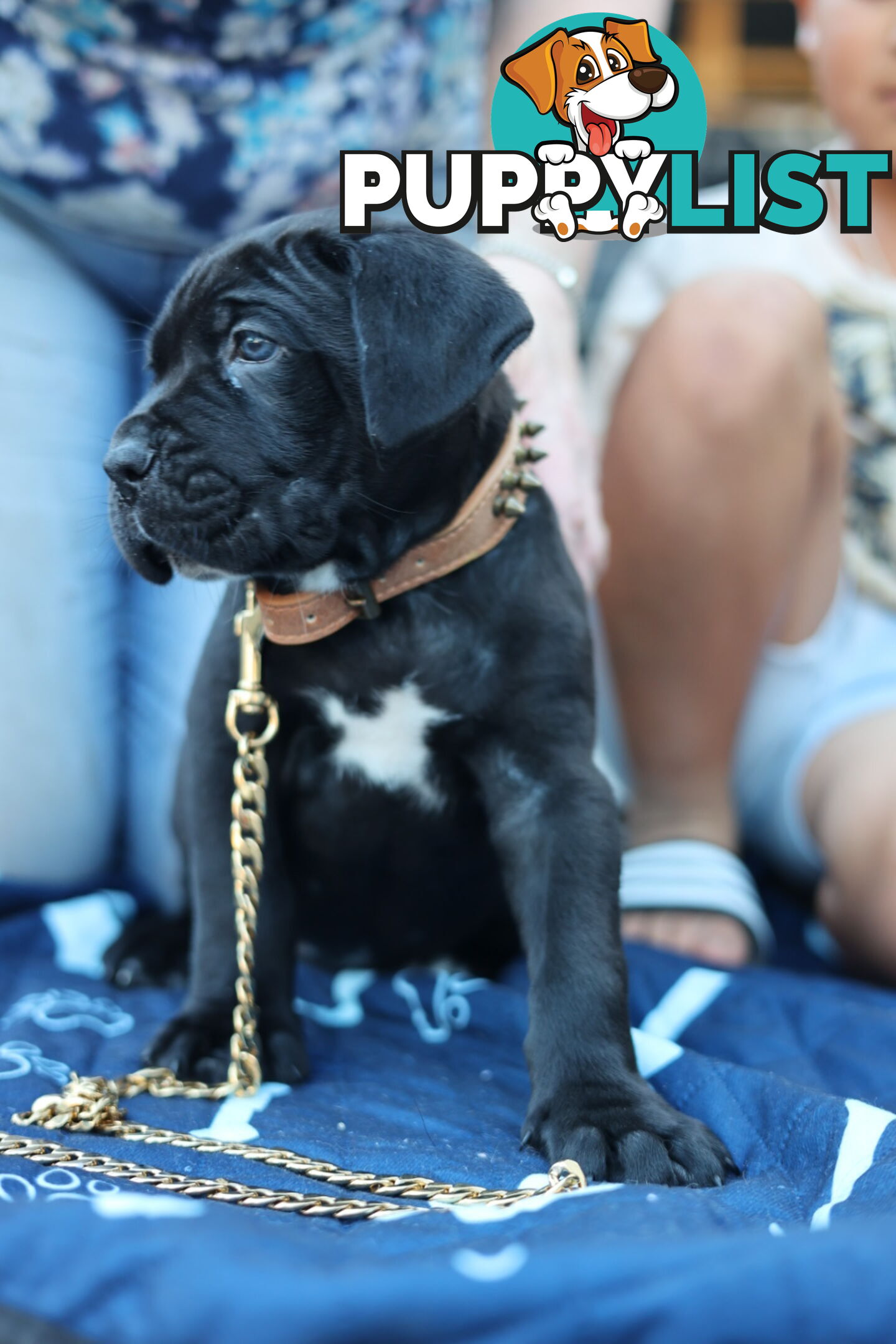 Purebred cane corso (Italian mastiff) puppies