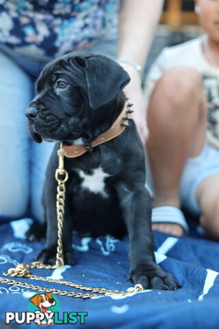 Purebred cane corso (Italian mastiff) puppies