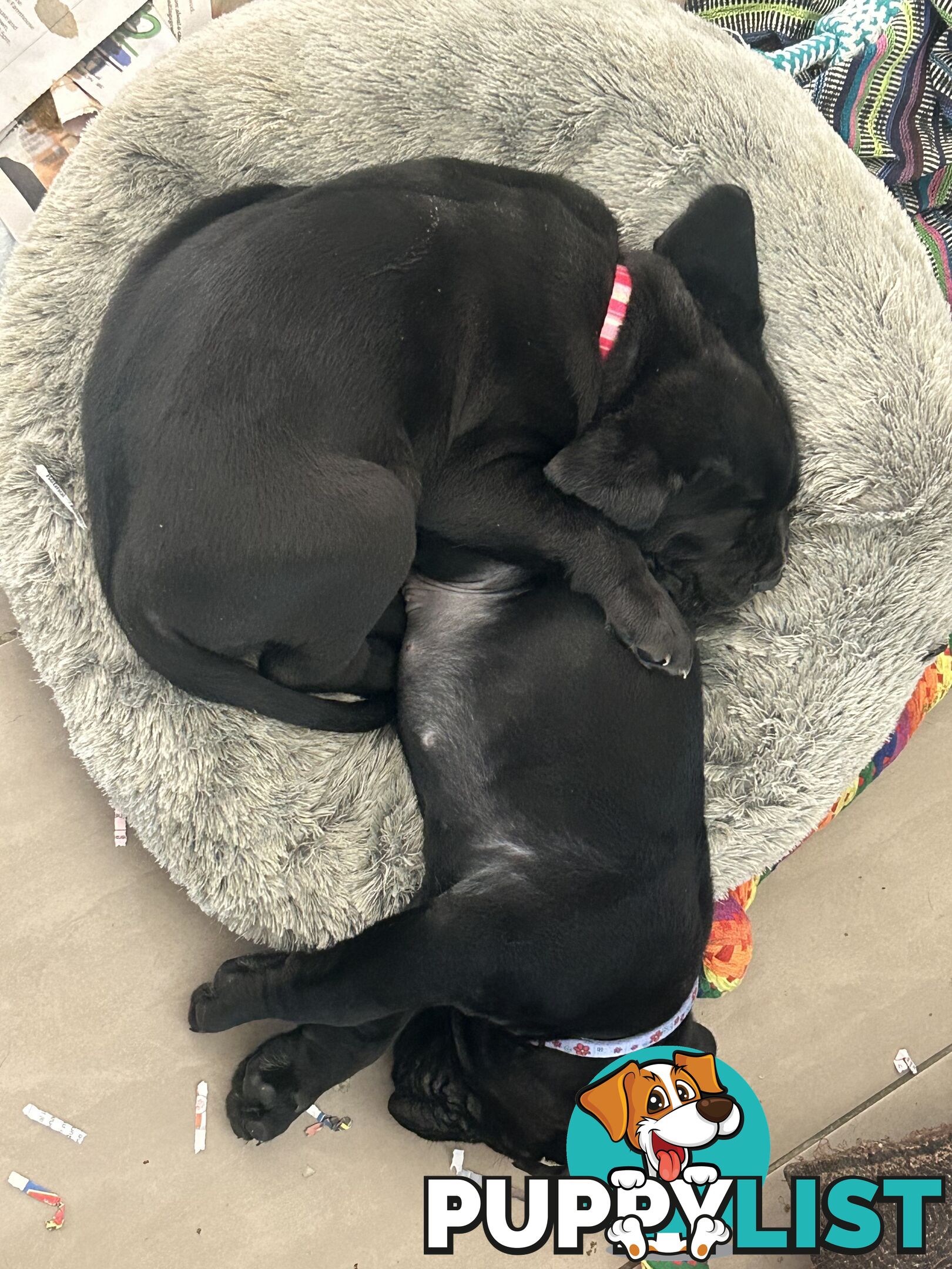 Purebred cane corso (Italian mastiff) puppies