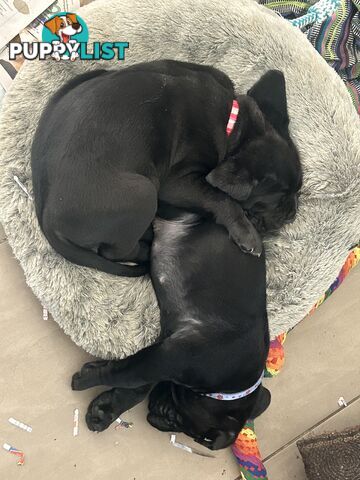 Purebred cane corso (Italian mastiff) puppies