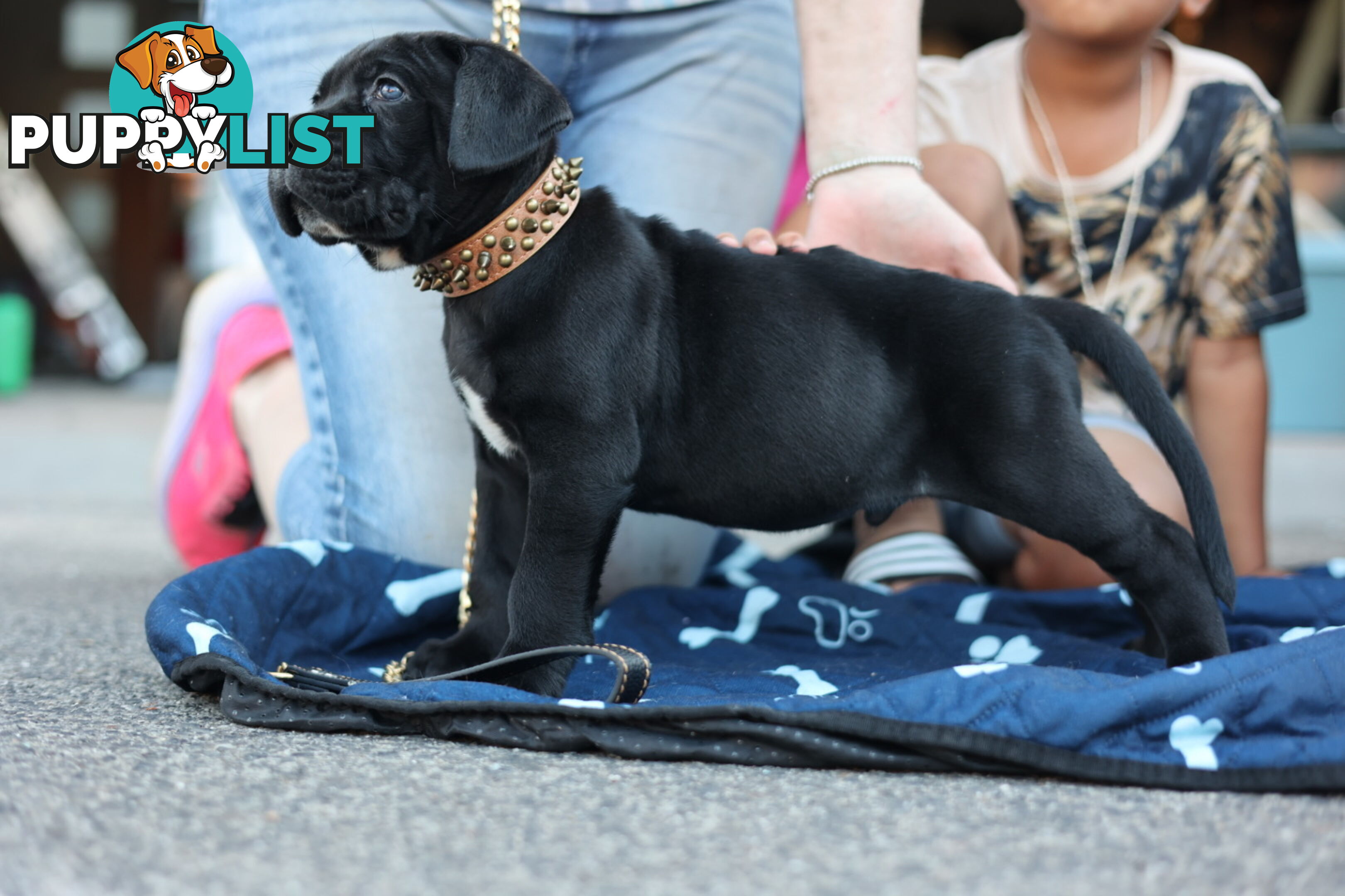 Purebred cane corso (Italian mastiff) puppies