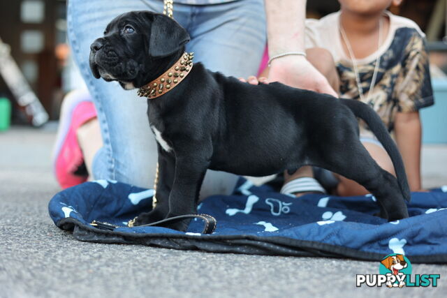 Purebred cane corso (Italian mastiff) puppies