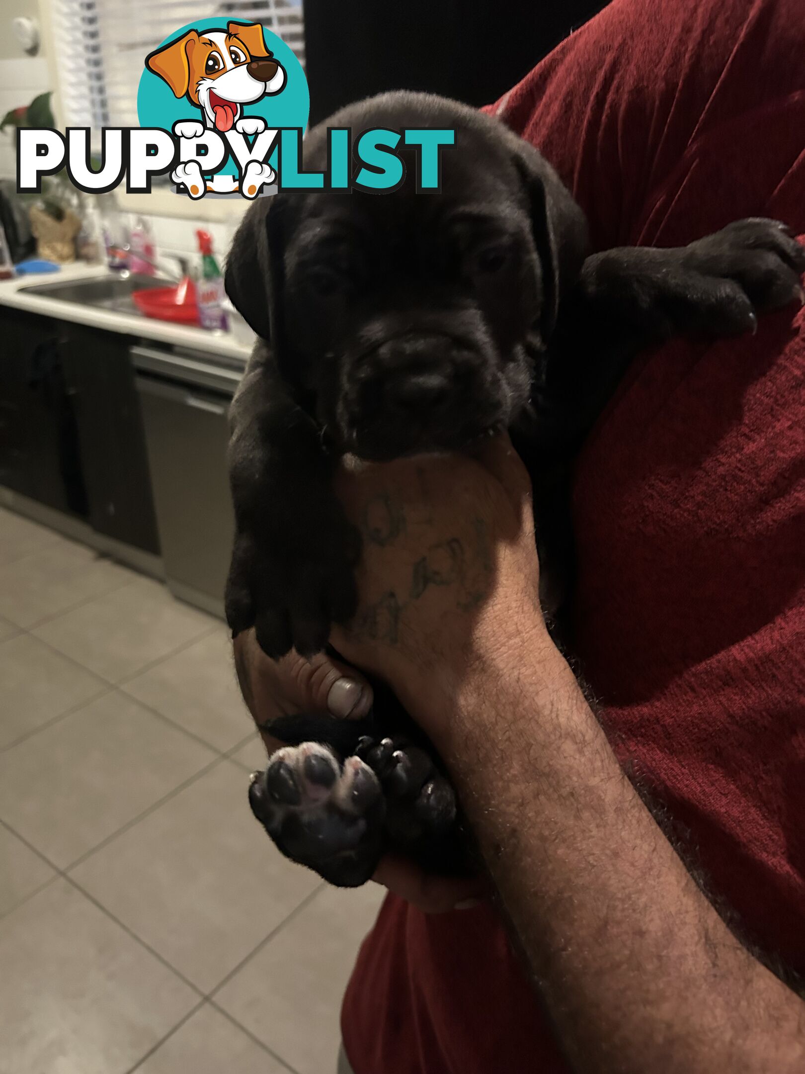 Purebred cane corso (Italian mastiff) puppies