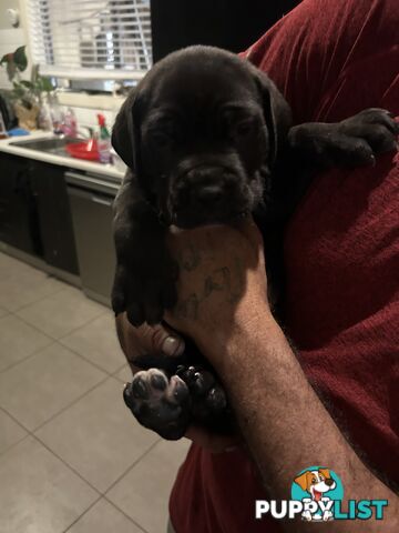 Purebred cane corso (Italian mastiff) puppies