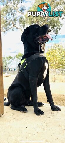 Purebred cane corso (Italian mastiff) puppies