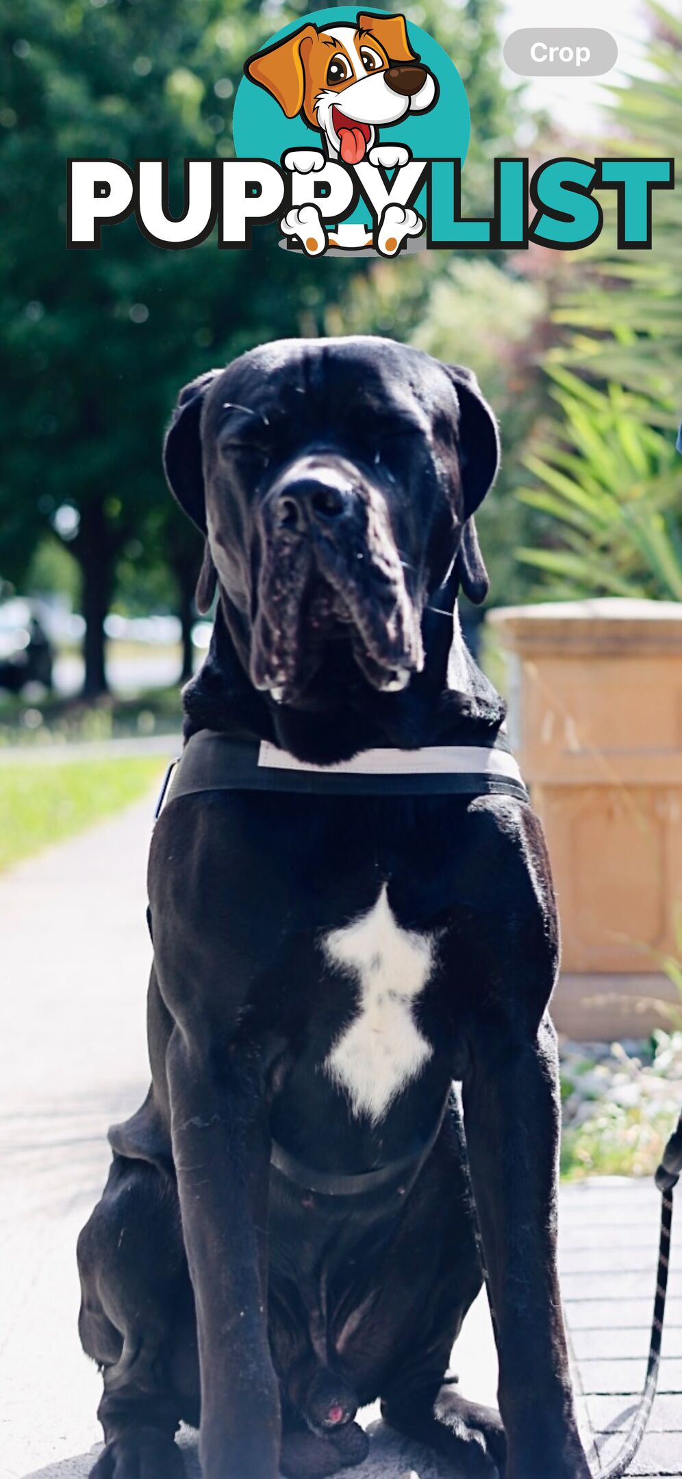 Purebred cane corso (Italian mastiff) puppies