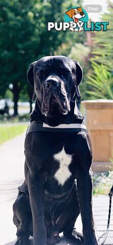 Purebred cane corso (Italian mastiff) puppies