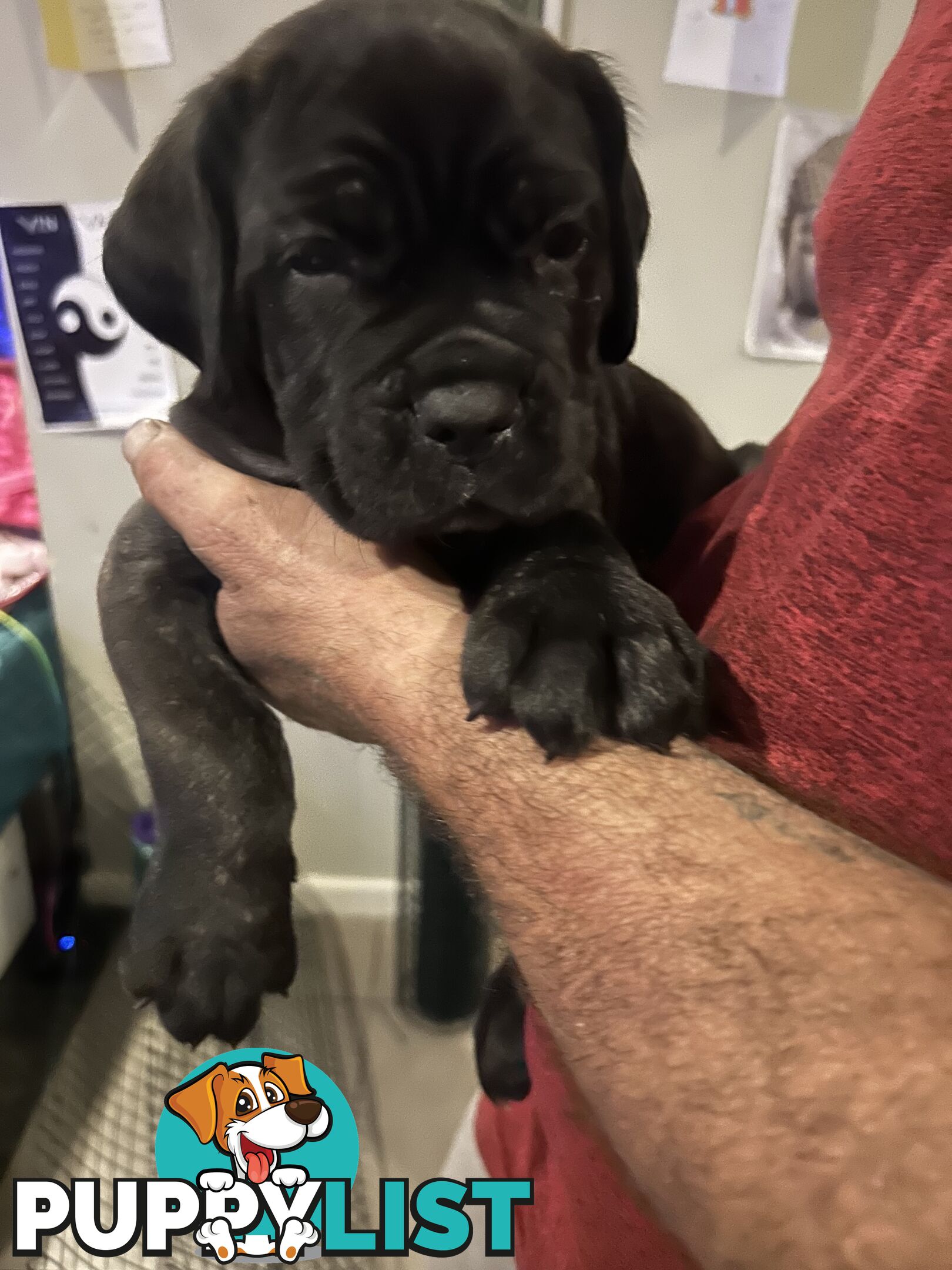 Purebred cane corso (Italian mastiff) puppies