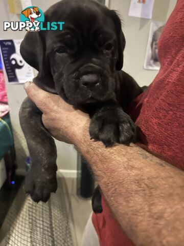 Purebred cane corso (Italian mastiff) puppies