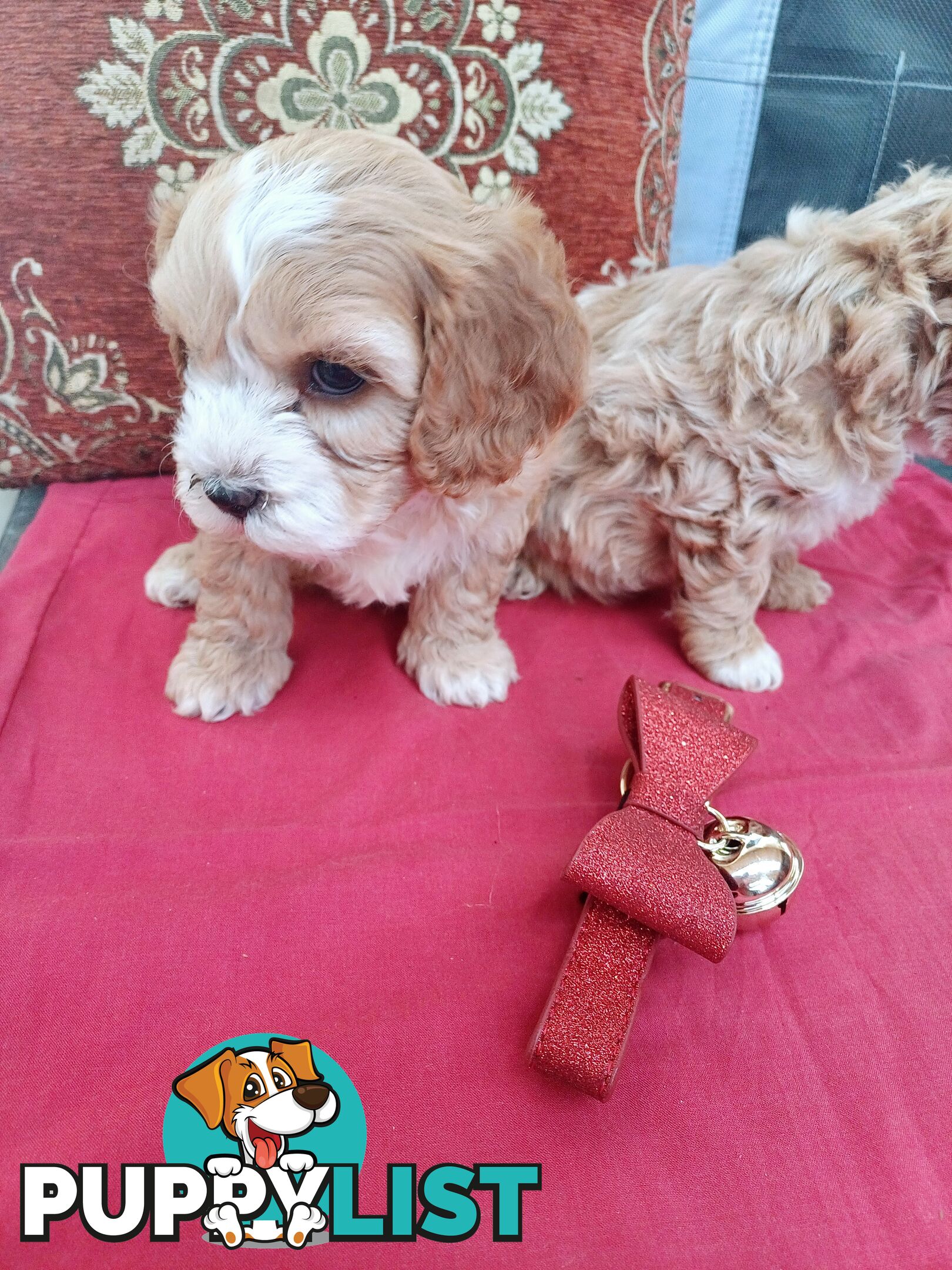 Cavoodle puppies