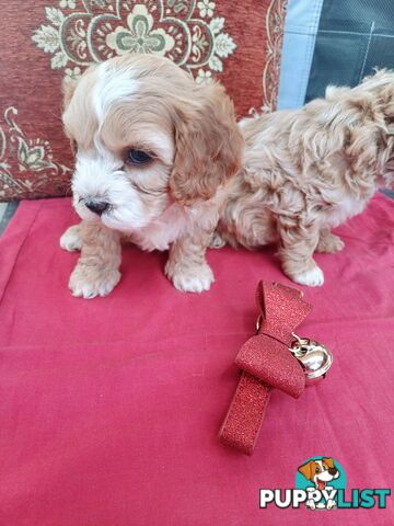 Cavoodle puppies