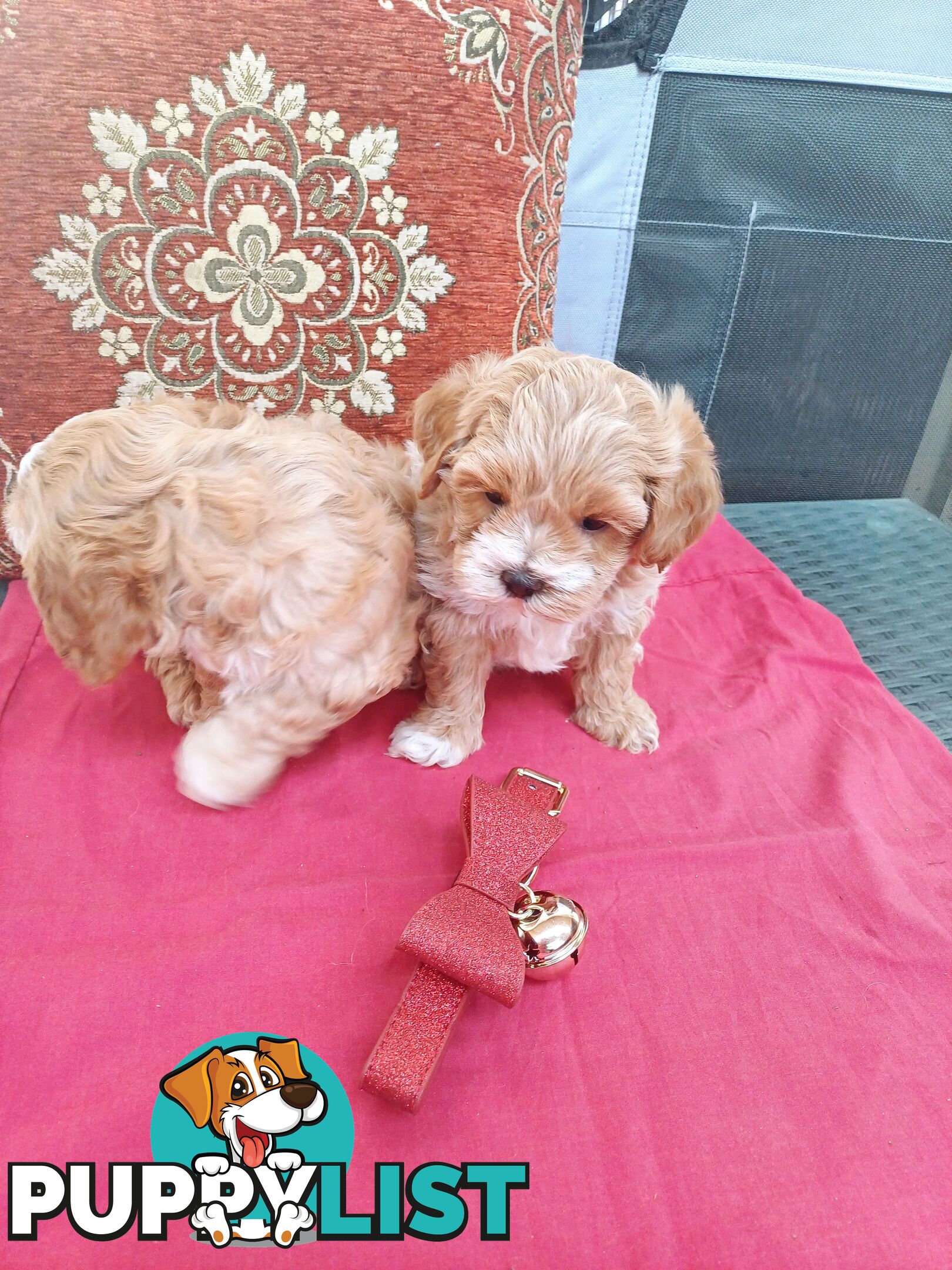 Cavoodle puppies