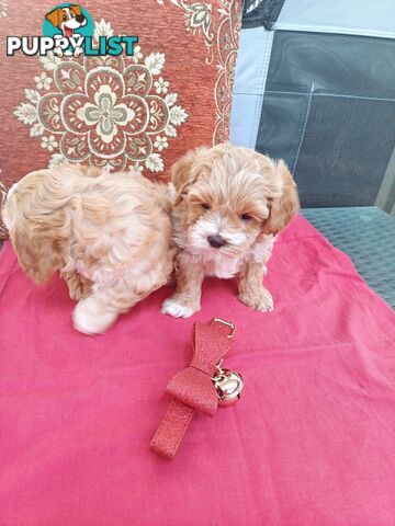 Cavoodle puppies