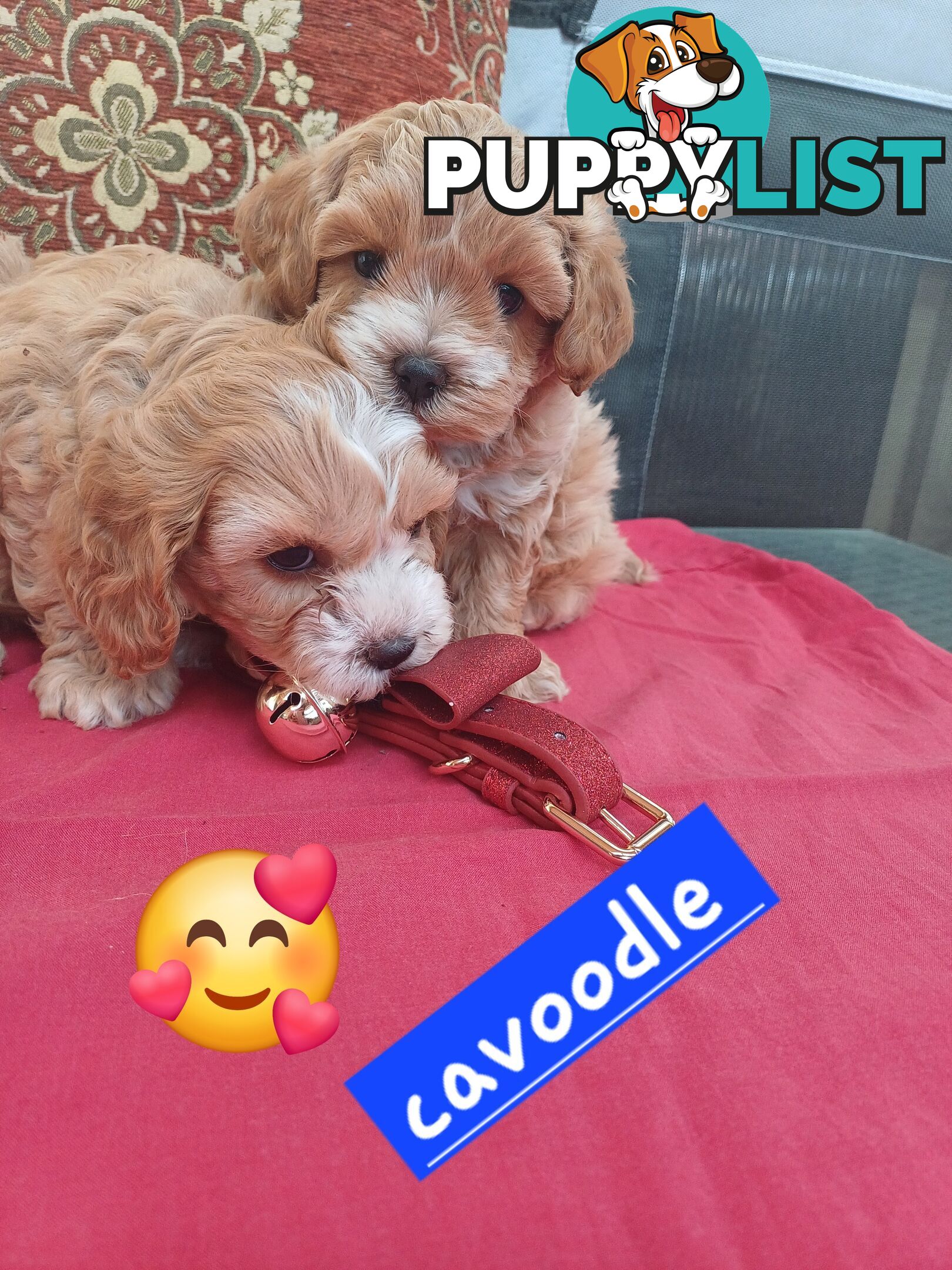 Cavoodle puppies