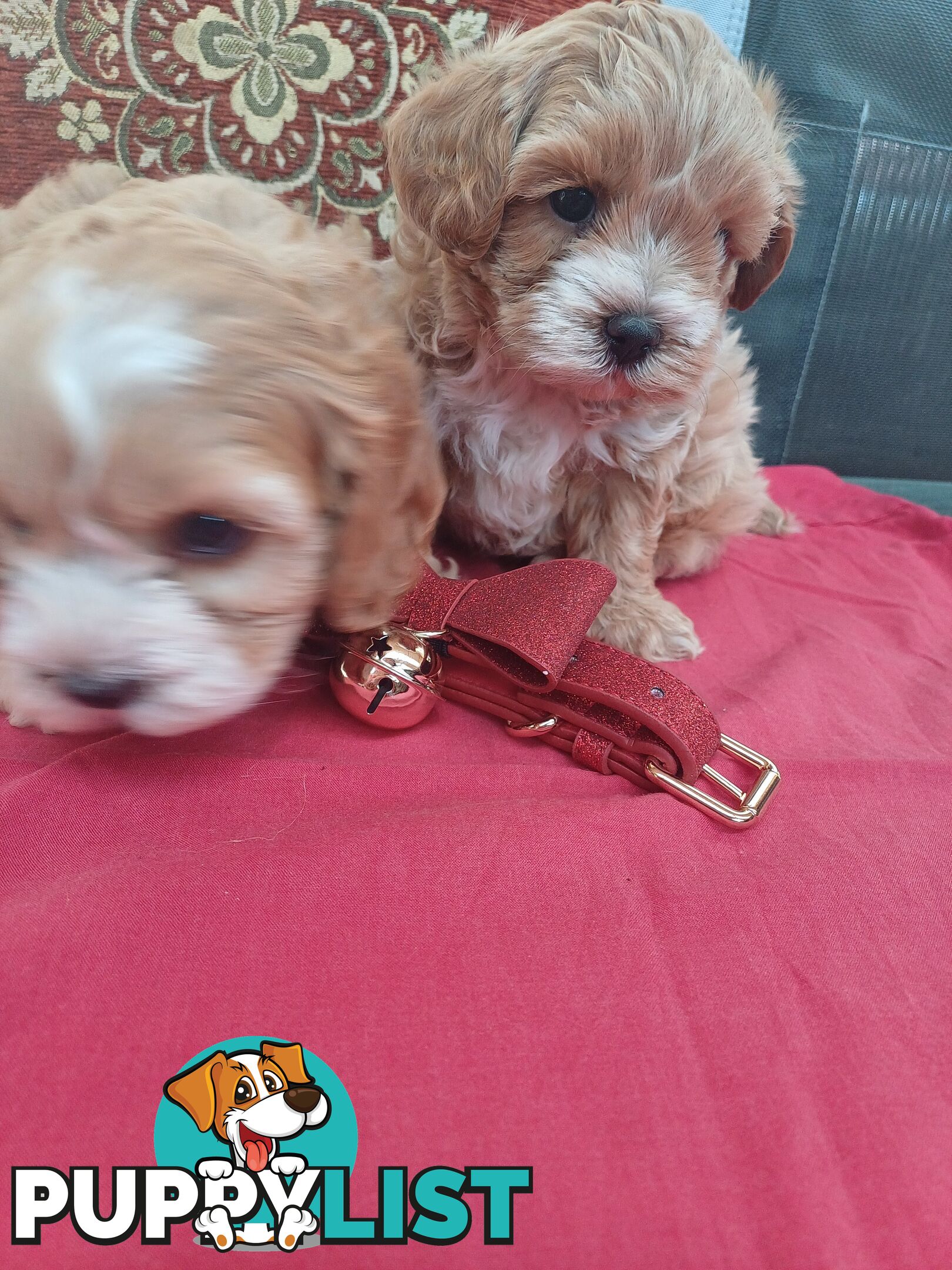 Cavoodle puppies