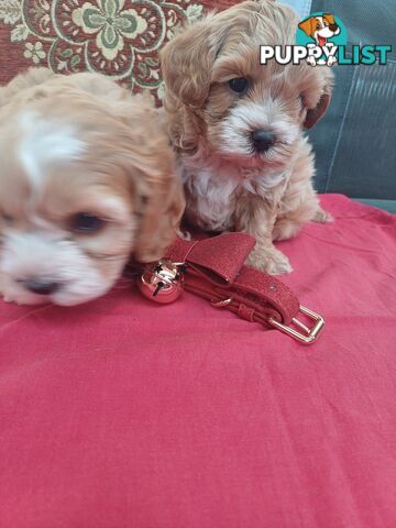 Cavoodle puppies