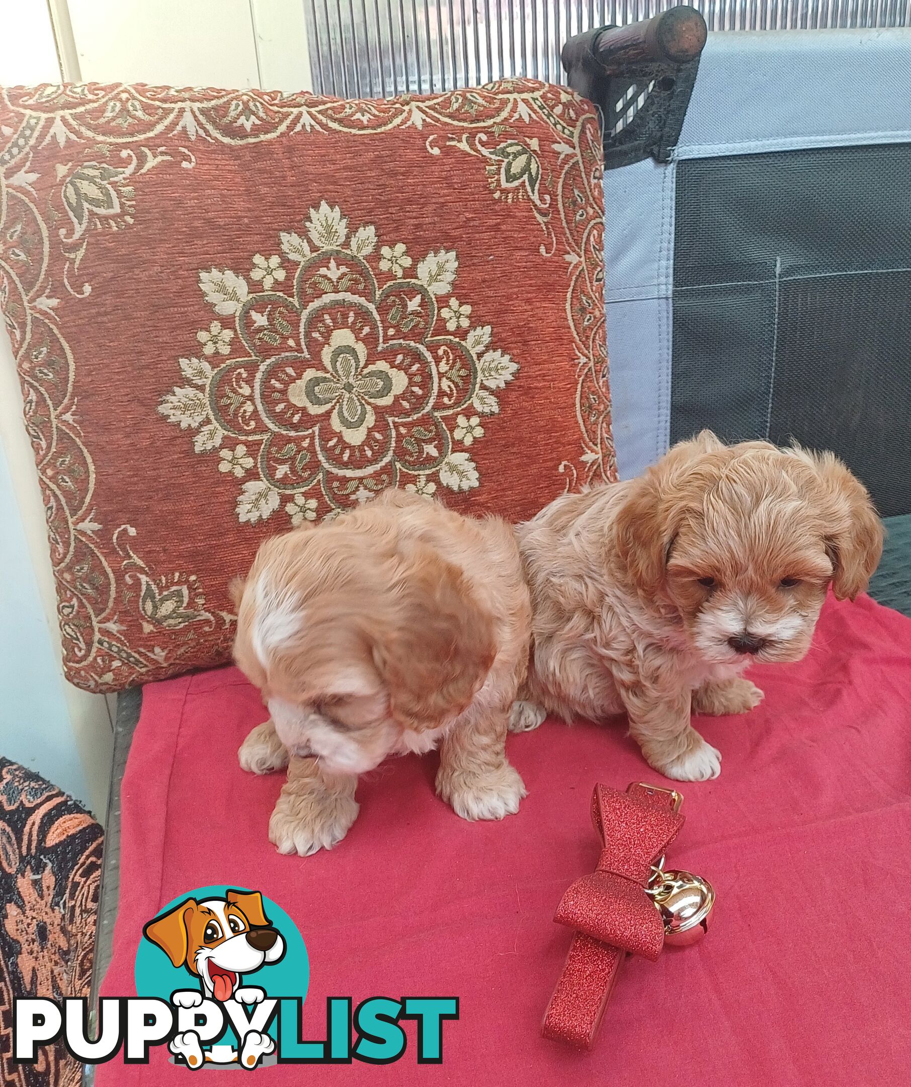 Cavoodle puppies