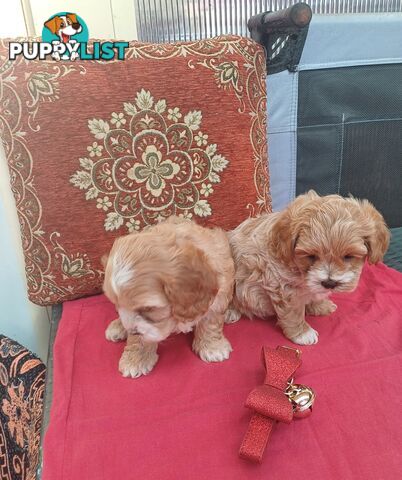 Cavoodle puppies