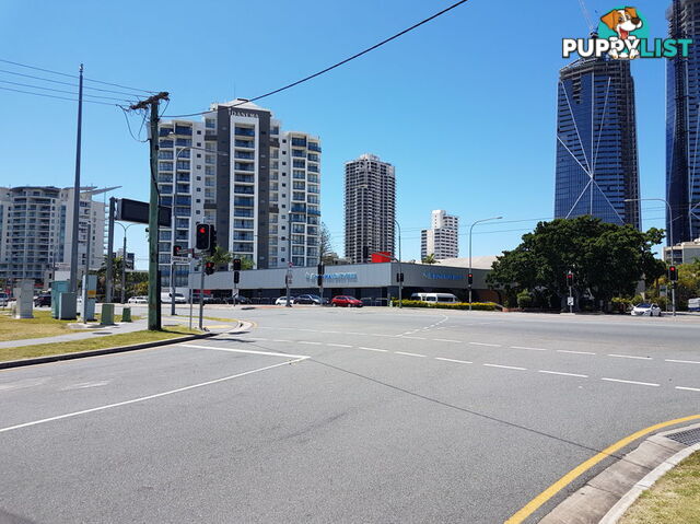 17 Genoa Street SURFERS PARADISE QLD 4217