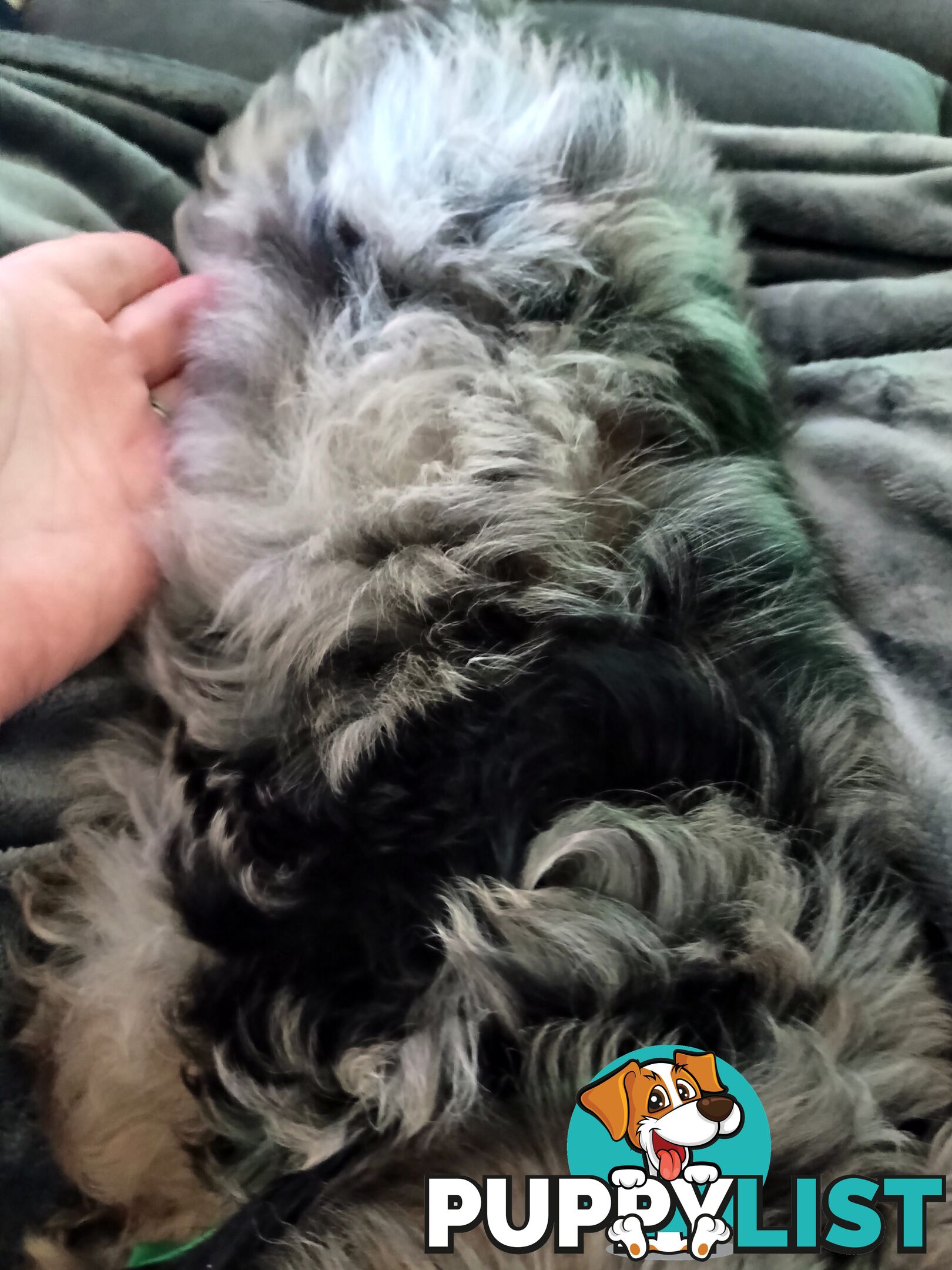 Absolutely Gorgeous Phantom Harlequin Blue Merle Cavoodle