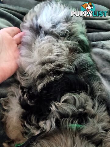 Absolutely Gorgeous Phantom Harlequin Blue Merle Cavoodle