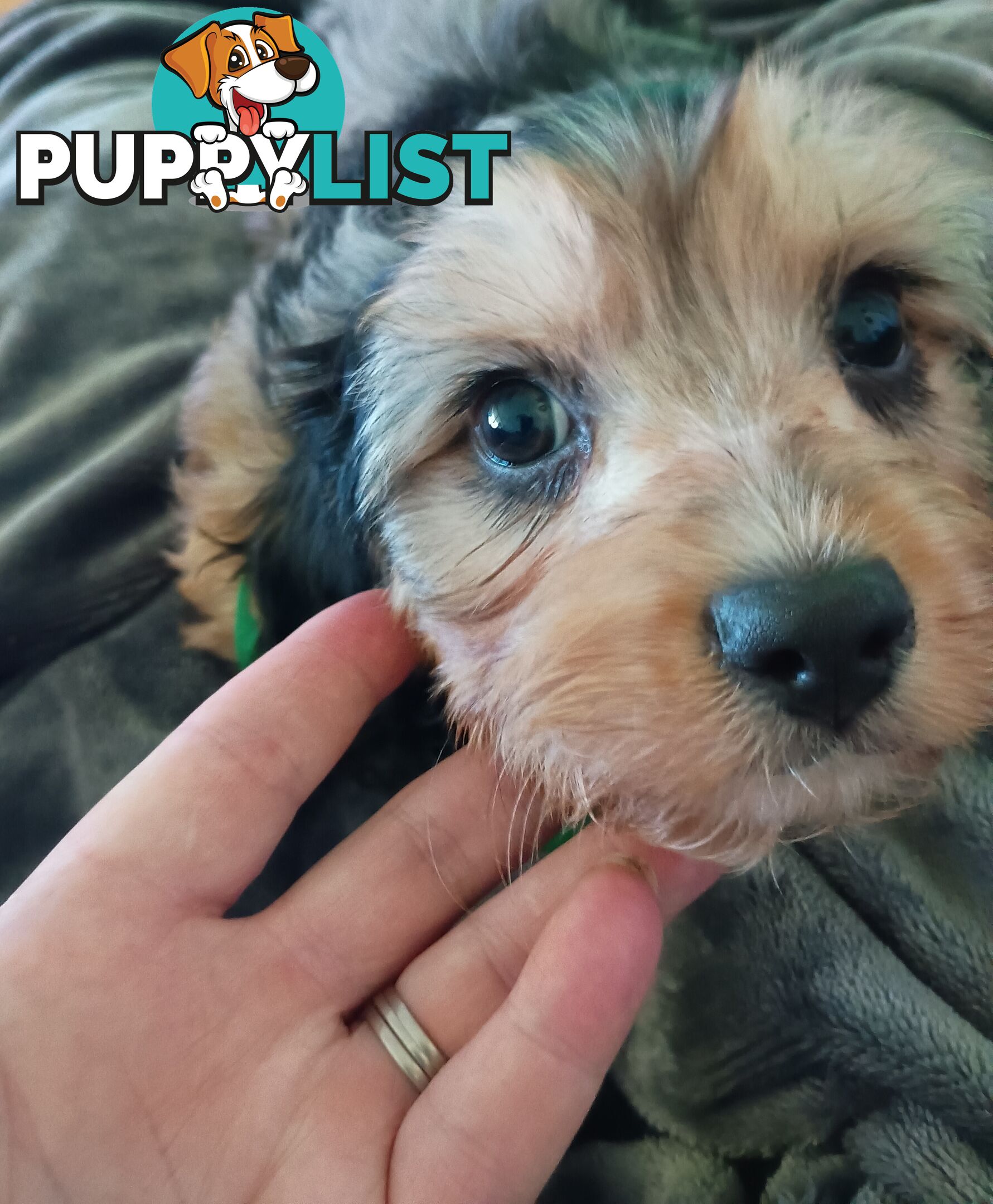 Absolutely Gorgeous Phantom Harlequin Blue Merle Cavoodle