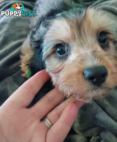 Absolutely Gorgeous Phantom Harlequin Blue Merle Cavoodle
