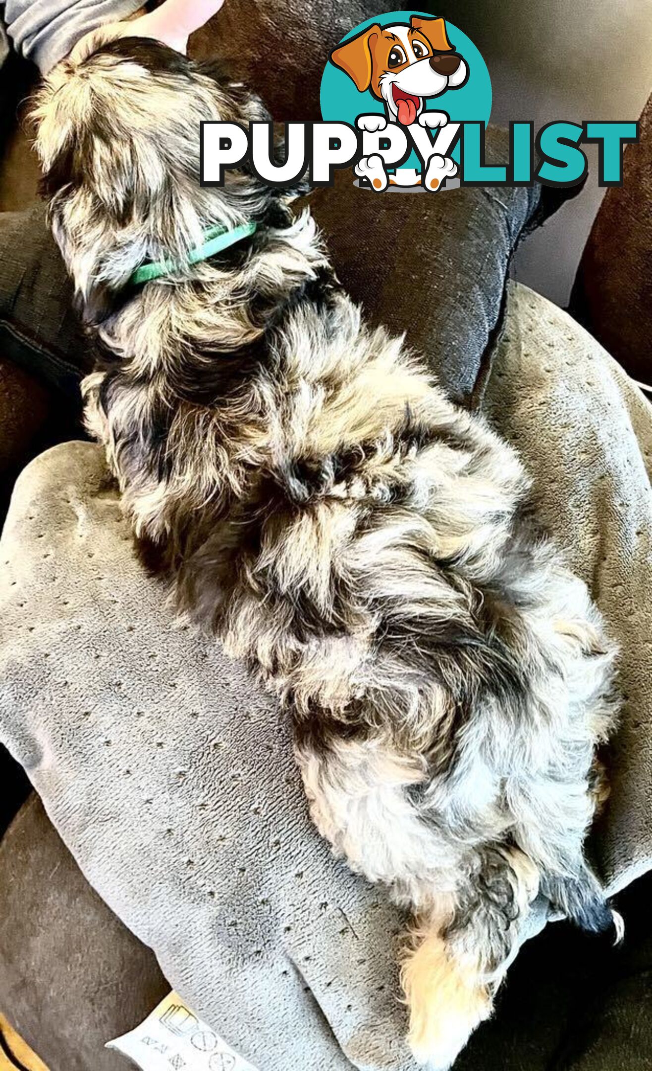 Absolutely Gorgeous Phantom Harlequin Blue Merle Cavoodle
