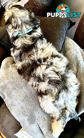 Absolutely Gorgeous Phantom Harlequin Blue Merle Cavoodle