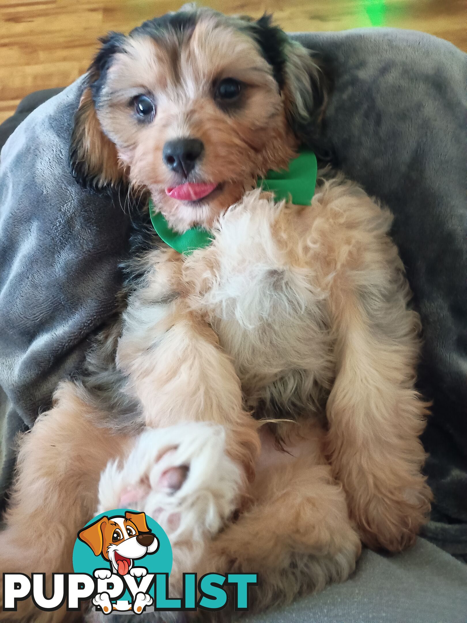 Absolutely Gorgeous Phantom Harlequin Blue Merle Cavoodle