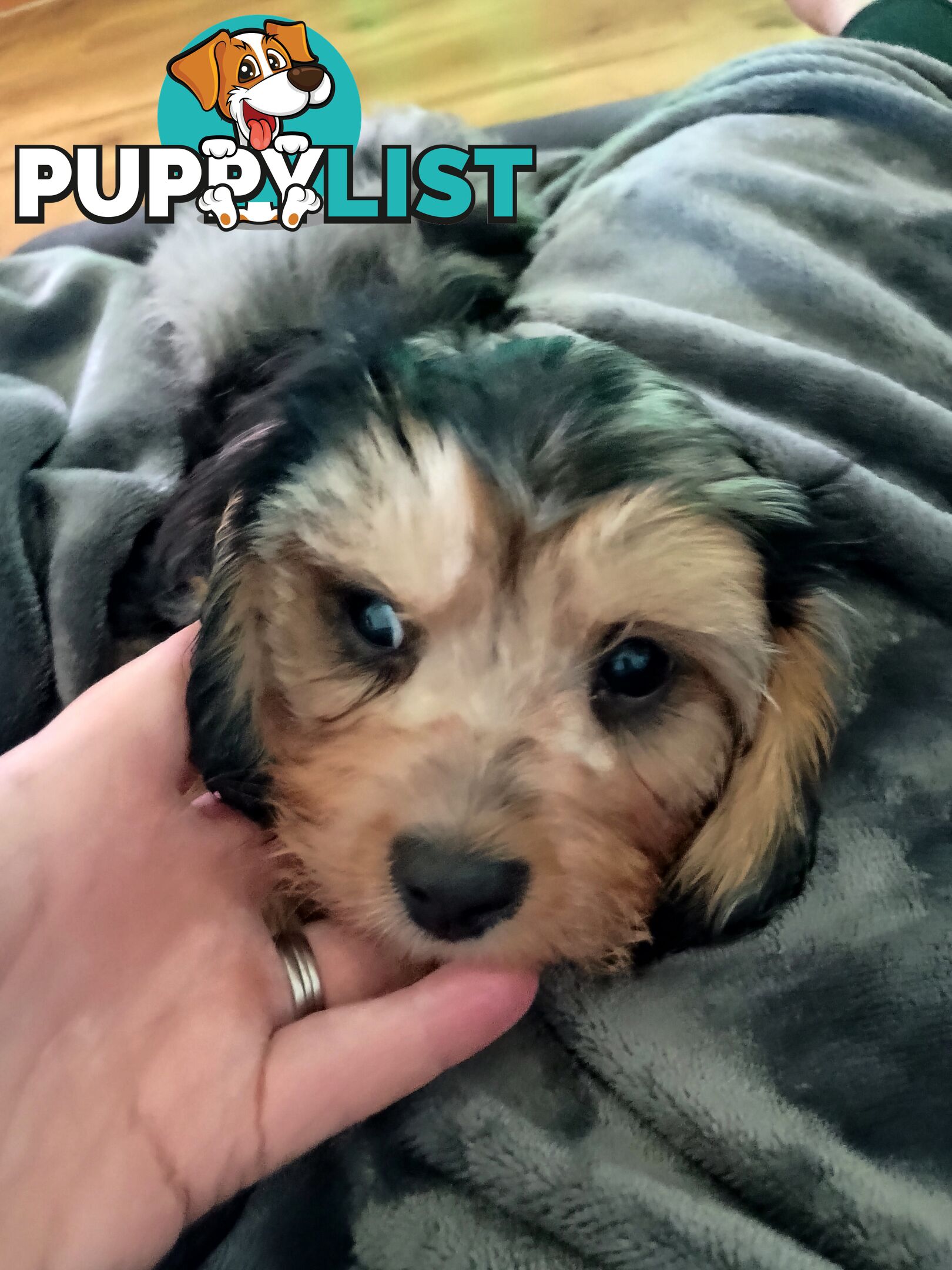 Absolutely Gorgeous Phantom Harlequin Blue Merle Cavoodle
