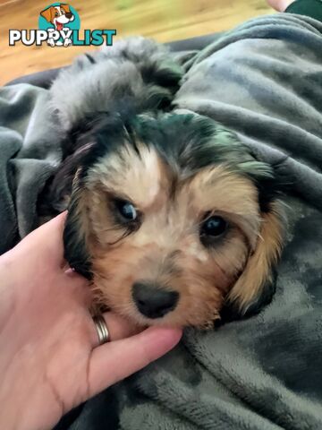 Absolutely Gorgeous Phantom Harlequin Blue Merle Cavoodle