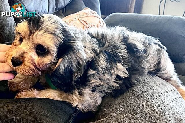 Absolutely Gorgeous Phantom Harlequin Blue Merle Cavoodle