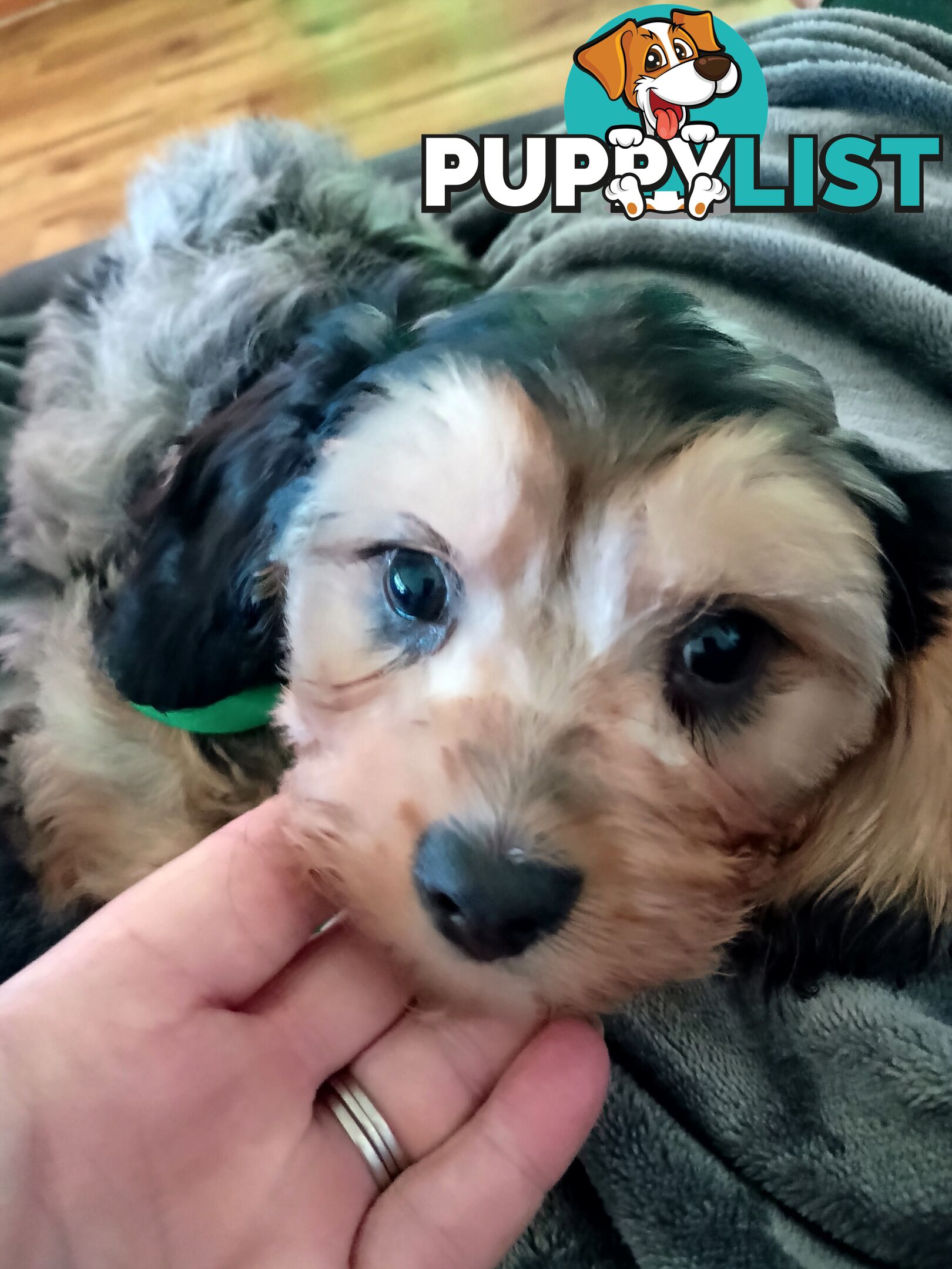 Absolutely Gorgeous Phantom Harlequin Blue Merle Cavoodle