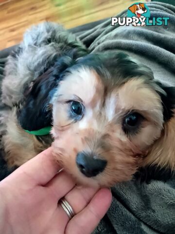 Absolutely Gorgeous Phantom Harlequin Blue Merle Cavoodle