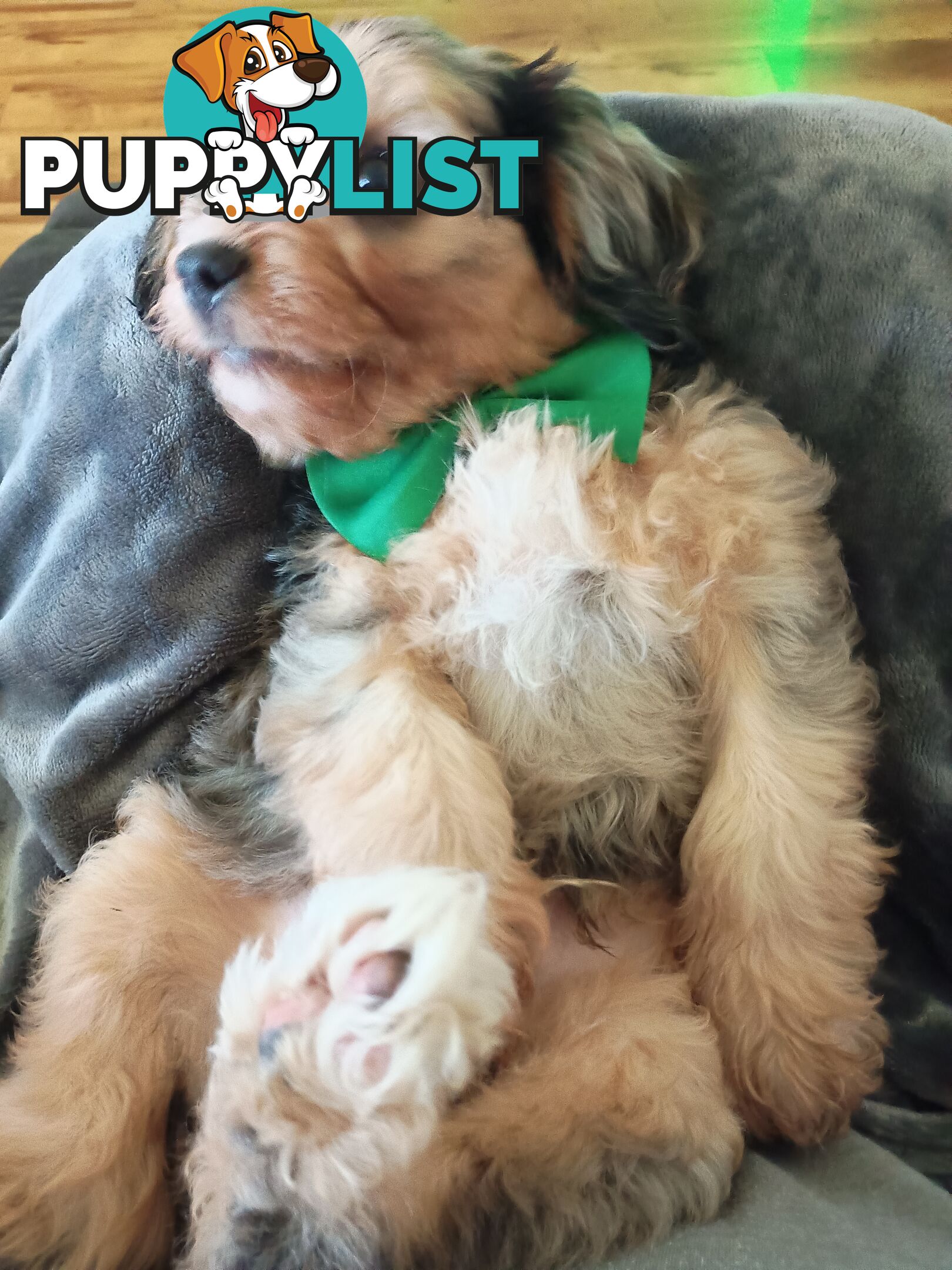 Absolutely Gorgeous Phantom Harlequin Blue Merle Cavoodle