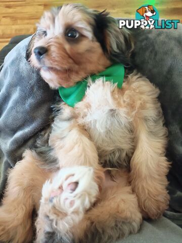 Absolutely Gorgeous Phantom Harlequin Blue Merle Cavoodle