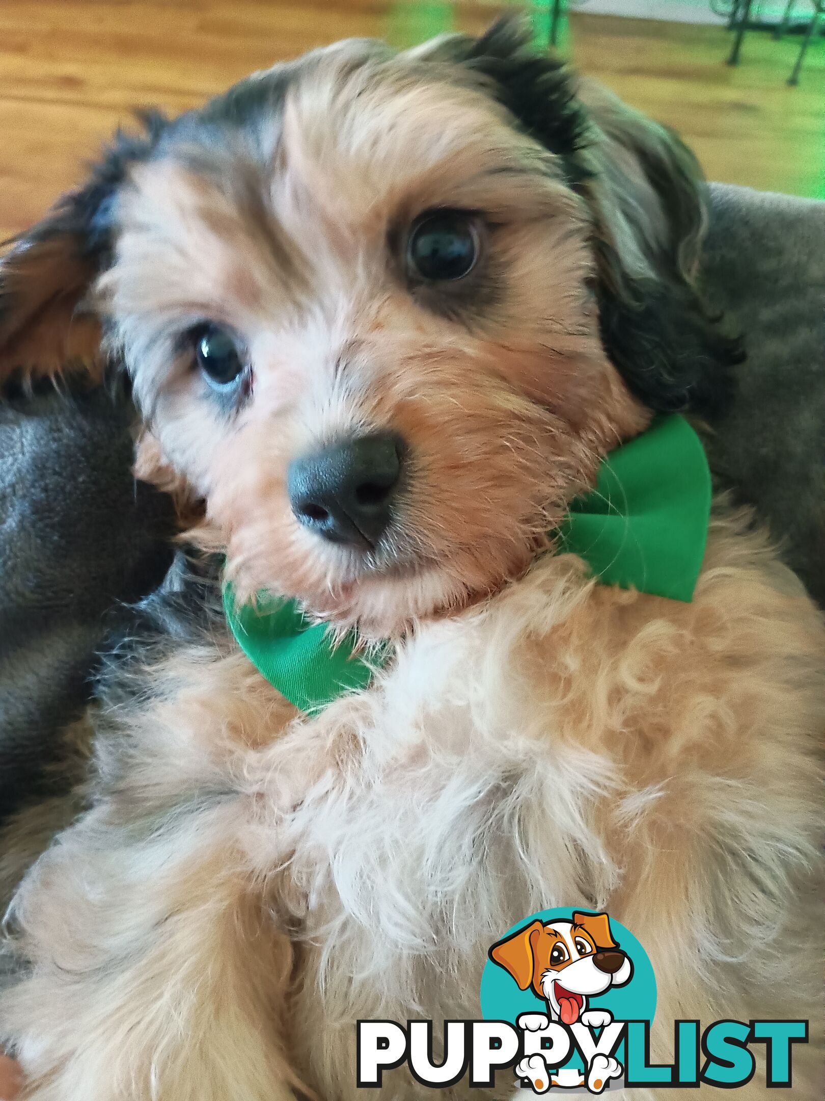 Absolutely Gorgeous Phantom Harlequin Blue Merle Cavoodle