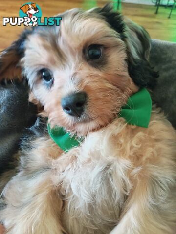 Absolutely Gorgeous Phantom Harlequin Blue Merle Cavoodle